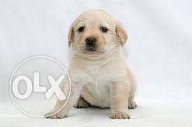 LABRADOR CREAM MALE puppy with paper available so booking