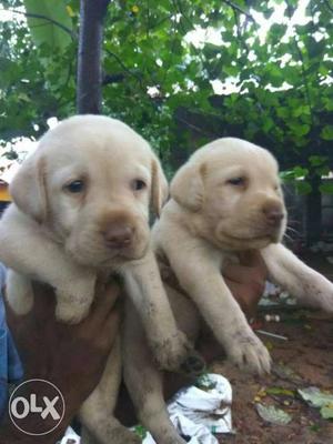 Lab female pappy very cute heavy size