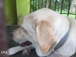 Labrador Dog (female)-4 yer old-white and gold mix color