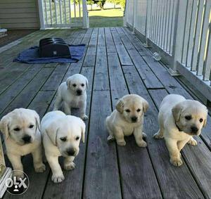Labrador Retriever Puppies Available Pure Breeds