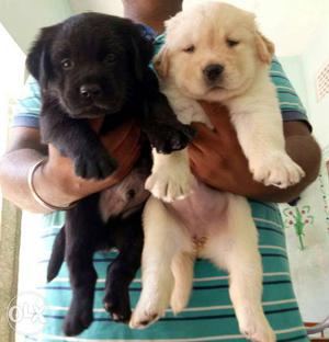 Labrador extraordinary puppies availaible at