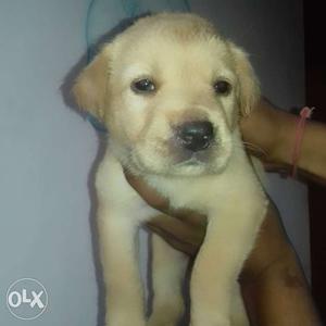 Labrador female very active available for sale
