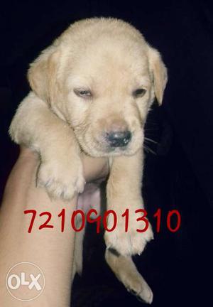 Labrador good quality very active female