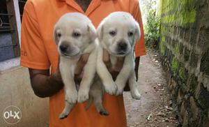 Labrador male puppy at the cheapest cost but pure