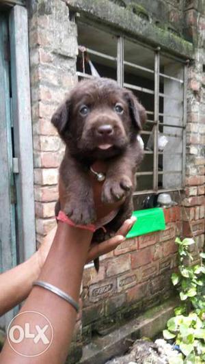 Labrador male puppy available