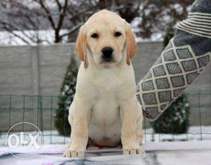 Labrador puppies and healthy pure breed