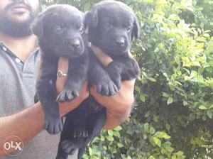 Labrador puppy for sale in Pune o