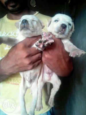Labrua female and male dog 30 days male dog 