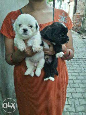 Lahsa puppy for sale