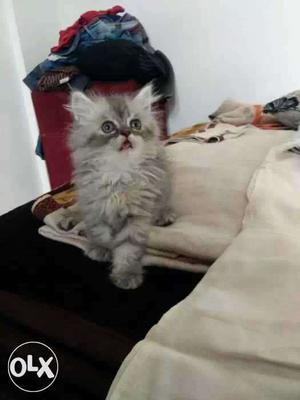 Loveing and playfull more beautifull healthy persian kitten