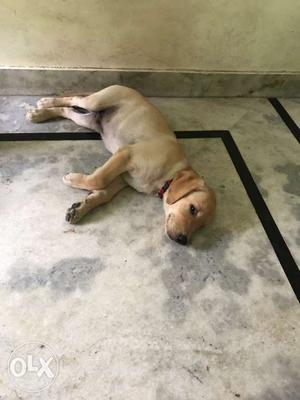 MALE Labrador Puppy (four vaccination done)
