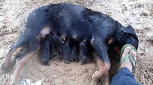 Mahogany Rottweiler With Litter