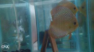Malaysian Discus breeding pair for sale ×4