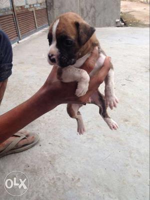 Male boxer puppy 1 month full granti marka full