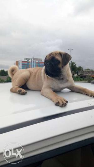 Male pug for sale just 6 month old