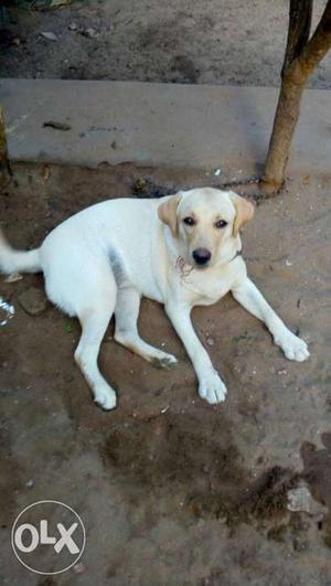 Medium Short-coat Tan And White Dog