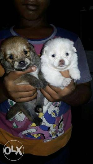Mini pomarian female white puppy available