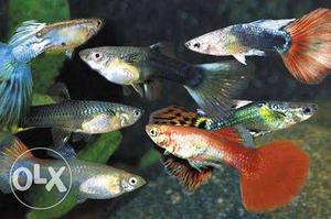Mixed guppy for sale 26 piece only 450