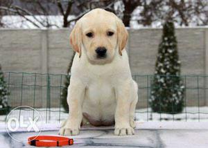 Month old Labrador good quality puppies for Beautiful..