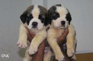 Mumbai - Dayalpetkannel - Aasome Quality Puppy - Saint Br.