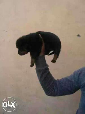 Mumbai:- Pug' Beagle' Lasa Apso'all Puppeis Kitten&cash On
