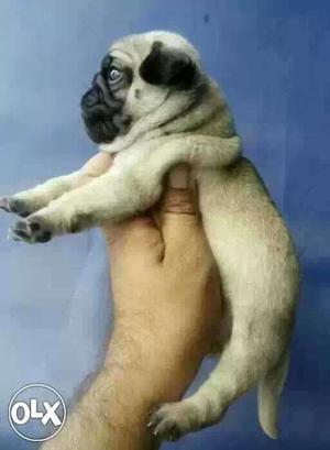 Nagpur:- Boxer'beagle'pug" All Puppeis Kitten&cash In