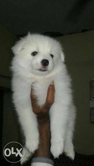 Nagpur:- Boxer'beagle'pug"all Puppeis Kitteb&cash On