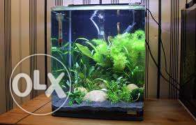 Nano planted tank  inch for sale with