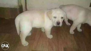 Nashik:- Boxer"beagle"pug"all Puppeis Kitten&cash On