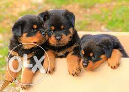 Nashik - Dayalpetkannel - Pure Quality Puppy - Rottweiler