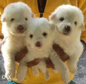 Nashik:- Doberman' Labrador'all Puppeis Kitten&cash On