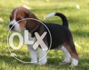 OXFORD KENNEL BEAGLES Show Quality Puppies WITH TOP Marking