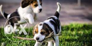 OXFORD KENNEL Beautiful good quality Beagle puppies for