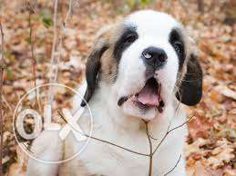 OXFORD KENNEL Most Beautiful st.bernard puppies available