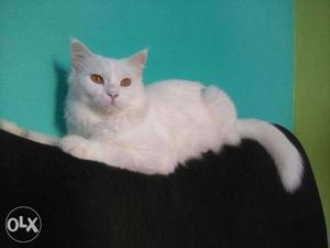 Original Persian male cat 10 months old very play
