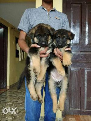 Original pic excellent quality German Shepherd male & female