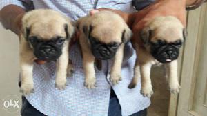 Original quality pug puppies available