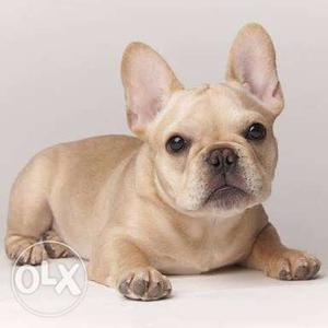 PET PALACE™- French bulldog puppies in surat