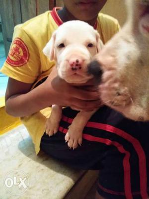 Pakistani Bully pups pure ancient lineage