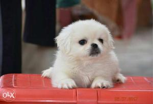 Pekingese pure white pups very active and