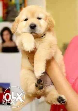 Perfect Cute Shiny Golden Retrieve Retriever Puppy