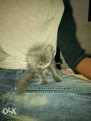 Persian Cat Age 45days Energetic Price Negotiable
