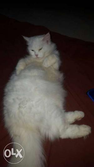 Persian cat female 14mnth n vry famalier cat