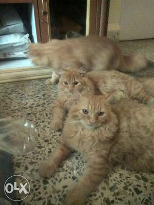 Persian male kitten,7month old,total 3,both r