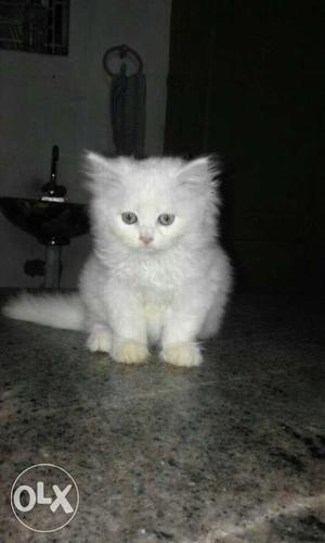 Persian white feamle kitten