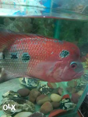 Pink And Gray Flowerhorn Cichlid Fish