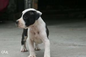 Pitbull female for sale Top quality