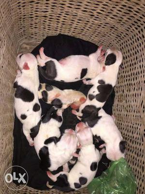 Pittbull male and female puppies for sale male  female