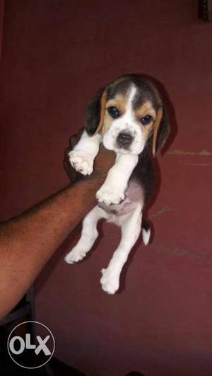 Play fully dog beagle pup's available