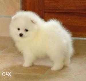 Pom Puppy available